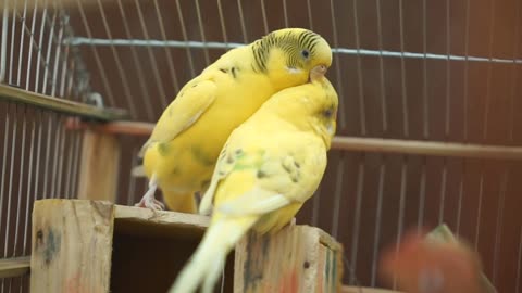 Colorful Parrot Showcase