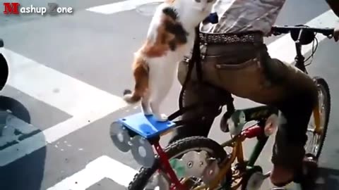 Cat funny acting like human