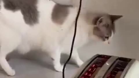 Cute Cat Very Afraid See The Bread Toast