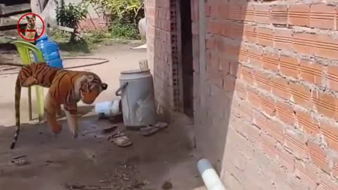 Dog Fake Snake Vs Monkeys and Big Fake Lion Dog Prank Must Watch Funny Video Troll Dog