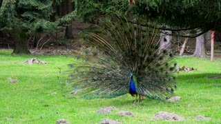 A beautiful peacock.