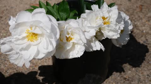 FULL PEONY TOUR: Peony Garden Tour