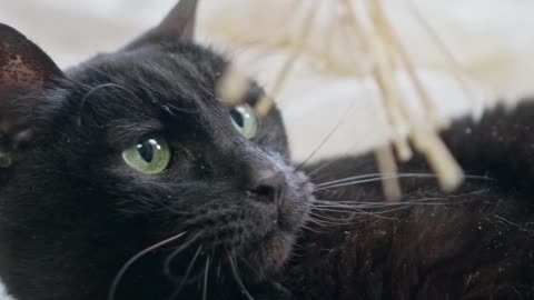 Black Cat HD Video