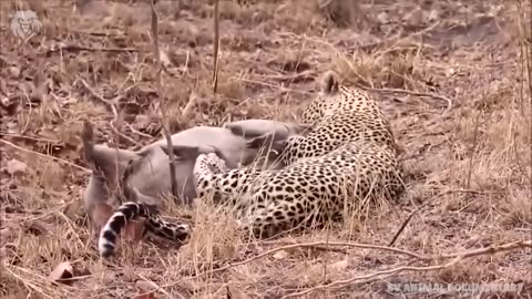 Extreme Fights | Leopards VS Warthog | Wild Animals Attacks | Wild Life