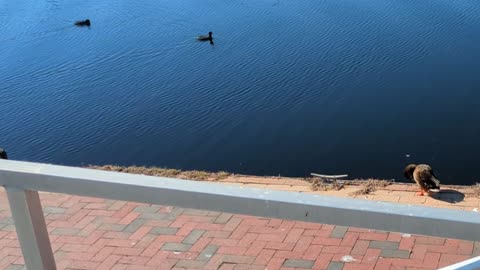 Ducks grooming themselves on the dock 2.2.24