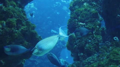 Fish Ocean Aquarium Strange Underwater Fishing