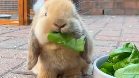 Bunny Buffet: Cute Baby Rabbits Savoring a Delicious Meal!