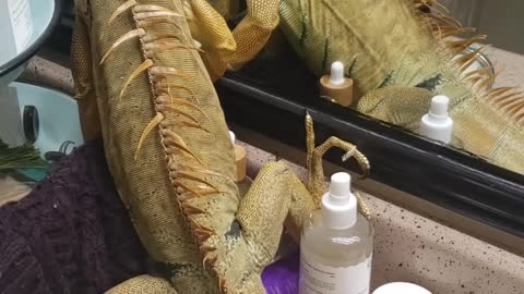 Blizz the Iguana Makes for a Bad Cat Climbing on Bathroom Counter