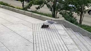 Seagull kills and eats pigeon