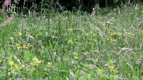 Parasitic plants_ Are there vampires in your garden_