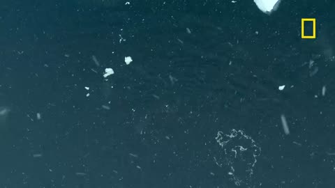 In rare footage, humpback whales attempt to disrupt the killer whale hunt in Antarctica