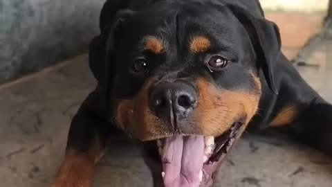 ANGRY DOG BARKING VIDEO