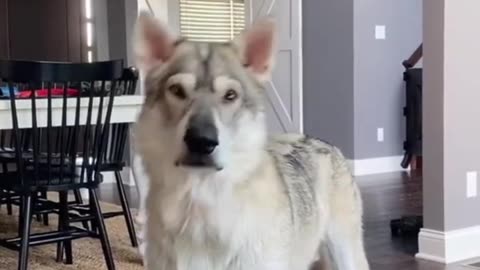 TOP 10 WOLF LOOKALIKE DOGS