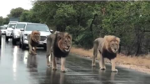 Male Lions Hold Up Traffic While Patrolling Their Territory