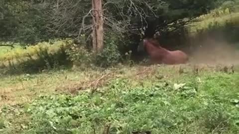 Super jump of Horse