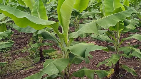 Banana farming