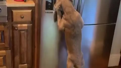 good boy dispensing food