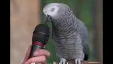 Beautiful parrot talking amazing