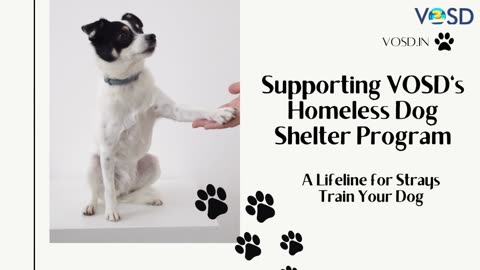 Supporting VOSD's Homeless Dog Shelter Program: A Lifeline for Strays