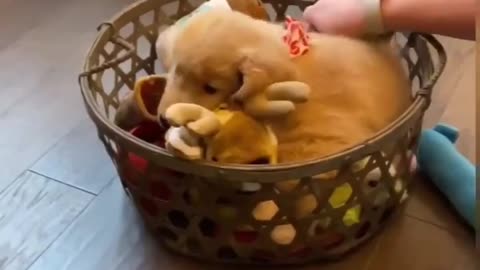 Cute Golden Retriever Puppy