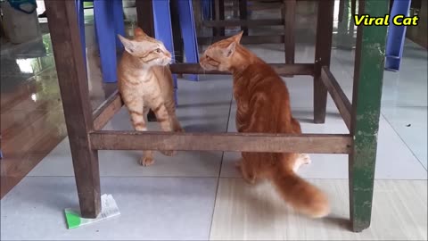 Cats Fighting and Meowing - These Two are Bloody Brothers _ Viral Cat_Full-HD