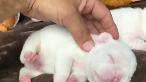 Cute puppy// video