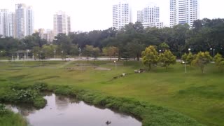 Trained macaws flying show