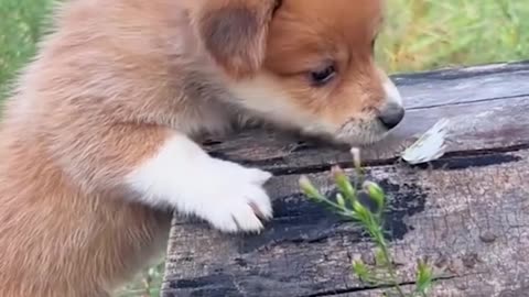 I bet this is the most adorable thing you'll see today😍🐶🦆