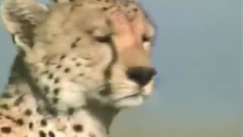 Cheetah Full Speed || Fastest Animal in the world #cheetah #shorts