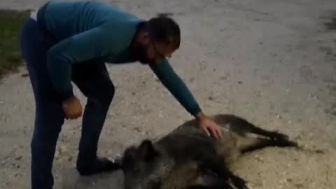 A boar suddenly appeared for belly scratches