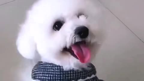 Dogs 🐶 Cute and Funny Animals Videos Compilation #viraldogs #dogslife #animals #funny #11