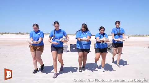 The Florida Aquarium reported that on Tuesday, five turtles that had been rehabilitated