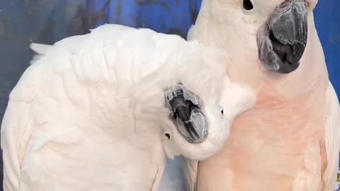 White cockatoo viral short video