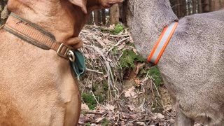 Dog and Deer Have Special Friendship