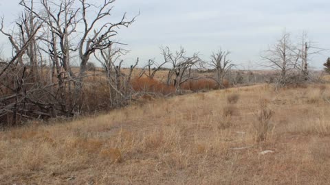 Smith & Co Auction & Realty, Inc. - Farm Land For Sale in Woodward, Oklahoma