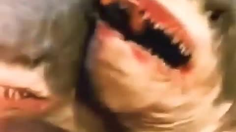 Shark Killer Video Rumble App