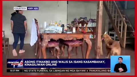 Asong itinatakbo ang walis ng kasambahay, kinagiliwan online