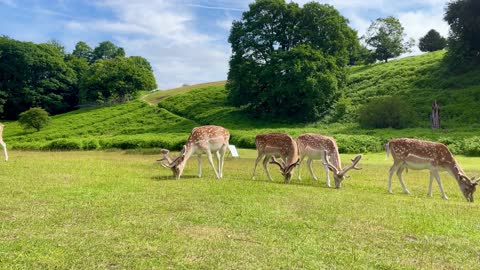 Wonderful deers in wild nature - Beautiful Animals