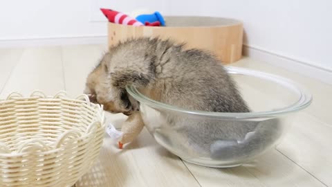 Kitten is playing with moving toys from ball to basket