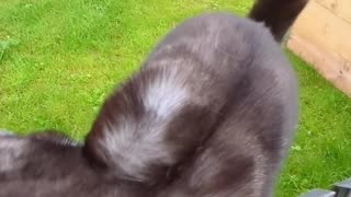 Cat Defies Gravity For Scritches