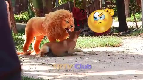 Best prank collection top 15- fake lion prank real dog super funny -try not to laugh challenge