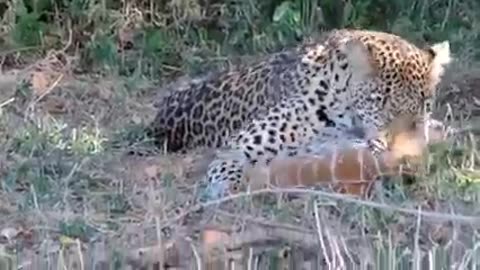 A cheetah plays with a baby gazelle before eating it for the last moments of its life