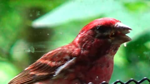 Purple Finch