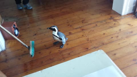 Cute Penguin Walks Into A Restaurant’s Kitchen