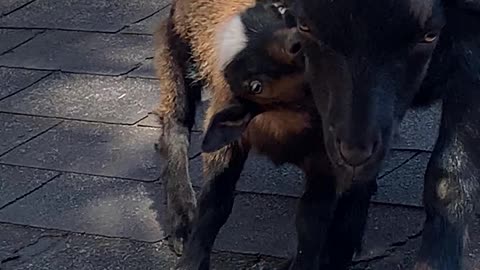 Baby Goat Talks to Big Brother