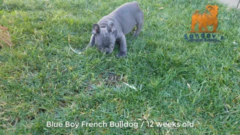 French Bulldog Puppy! Super Cute 12 Weeks Old!