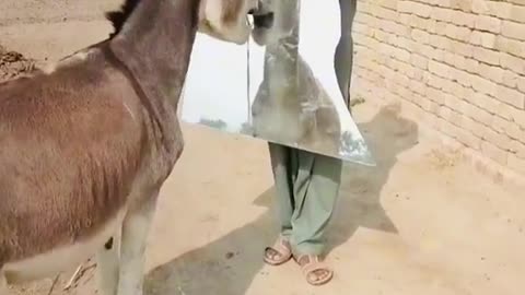 funny donkey vedio
