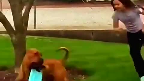 Dog funny video 😝🐶 #Dogfunnyvideo