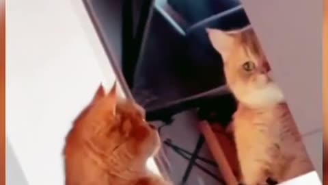 Cutee and Funny Cat videos eps 1