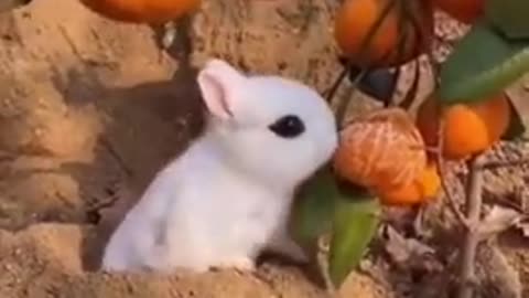 All in one funny animal video ,relax and watch